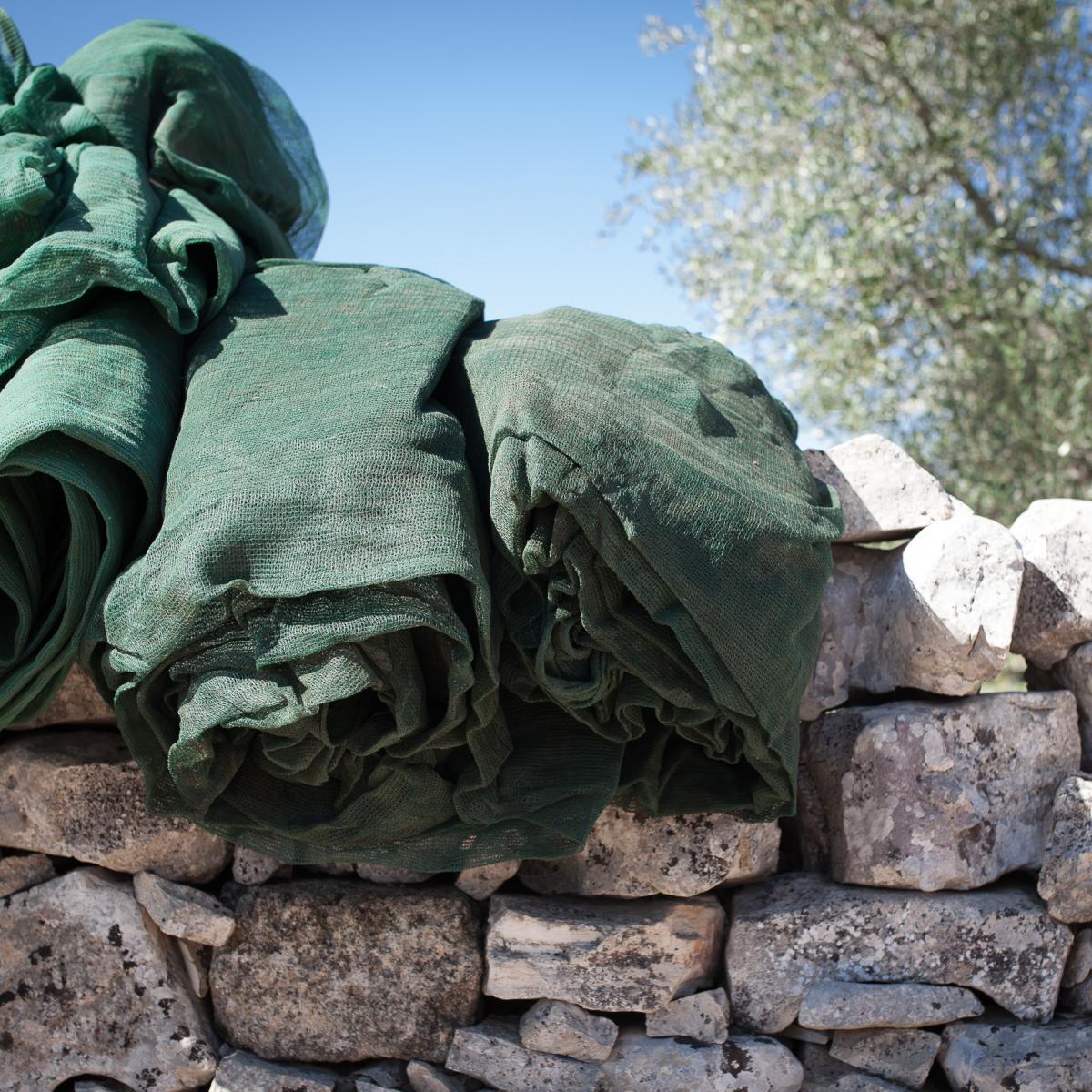 EVO Masterclass - Walking among the Olive Trees